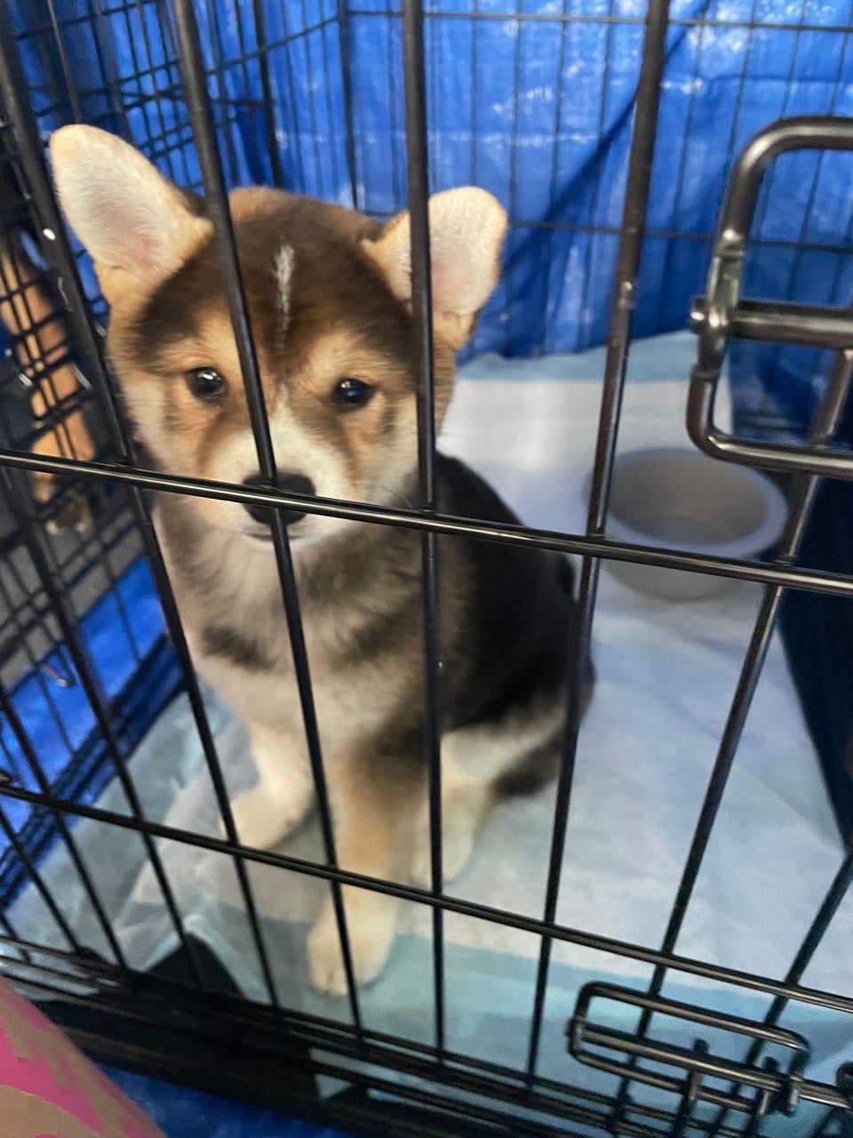 Pet travel photo 1