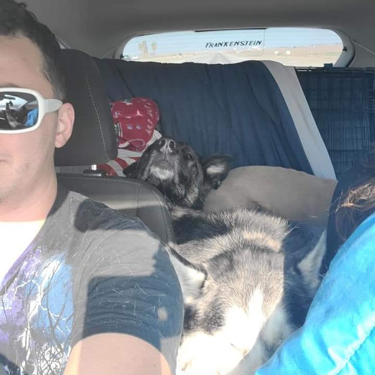 Pet travel photo 5