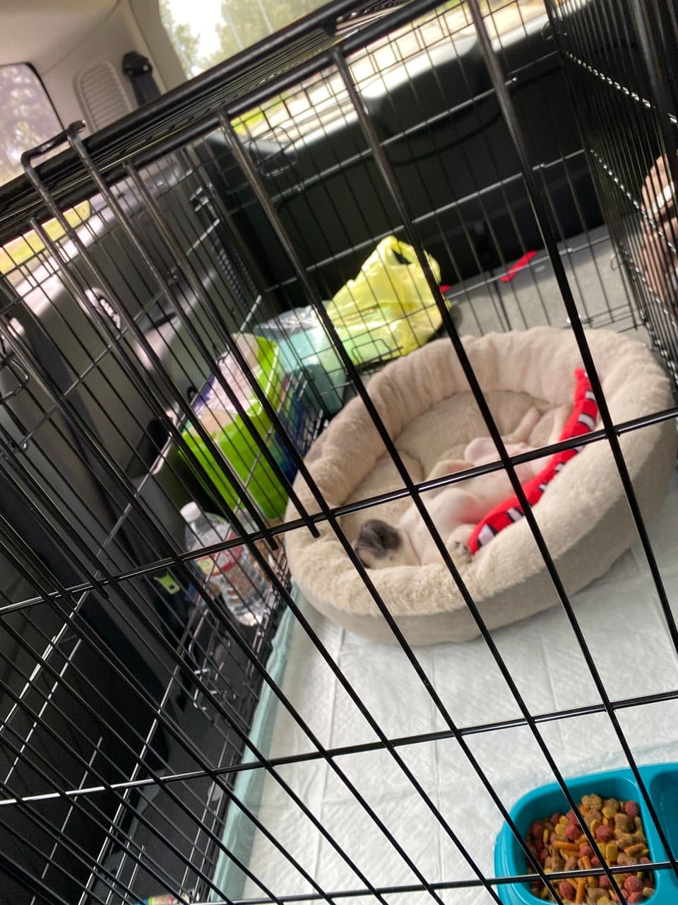 Pet travel photo 5