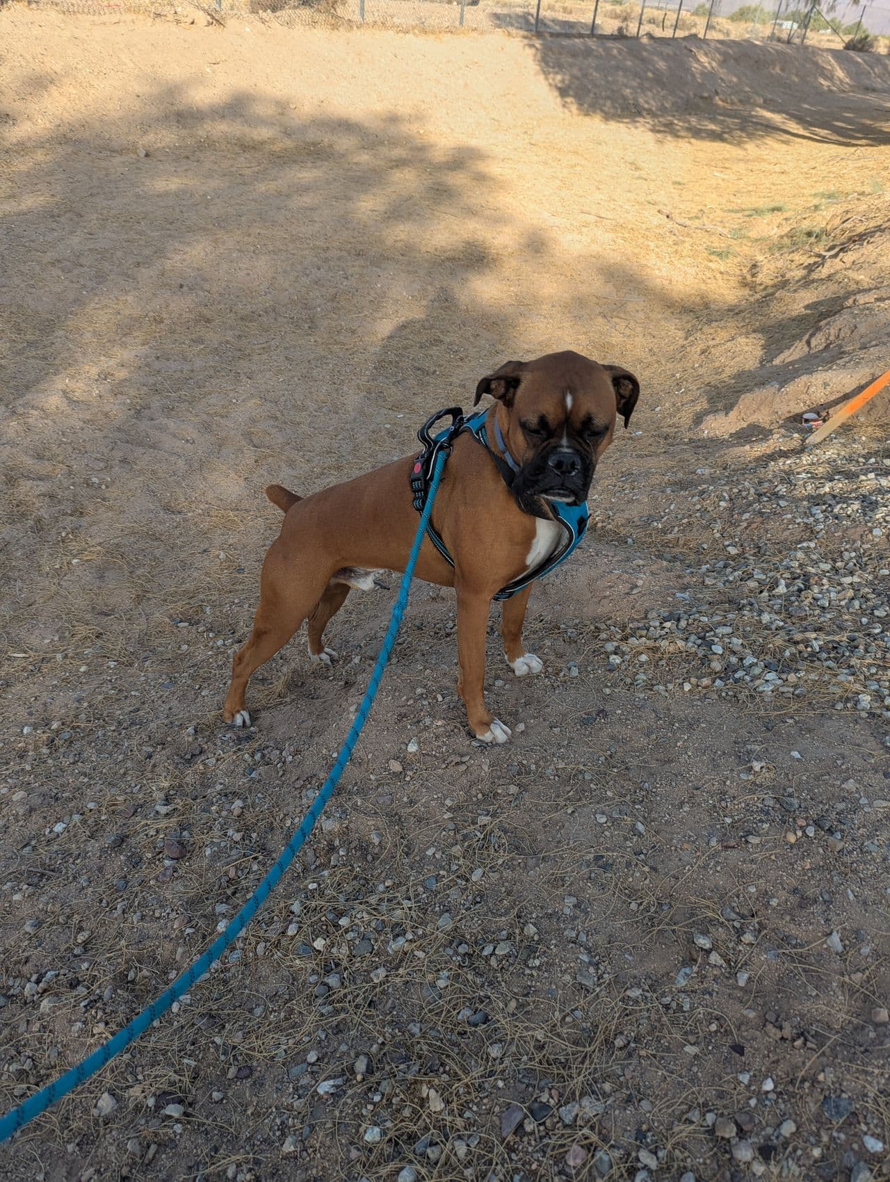 Pet travel photo 5