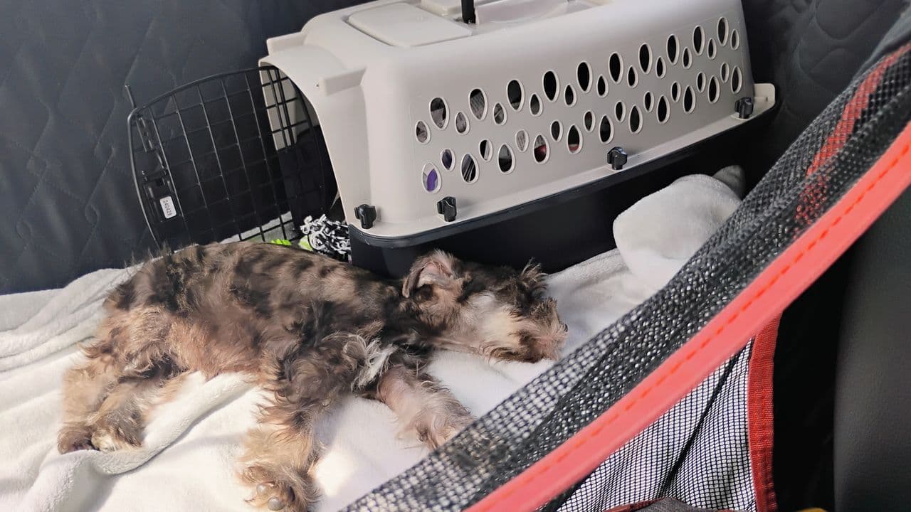 Pet travel photo 1