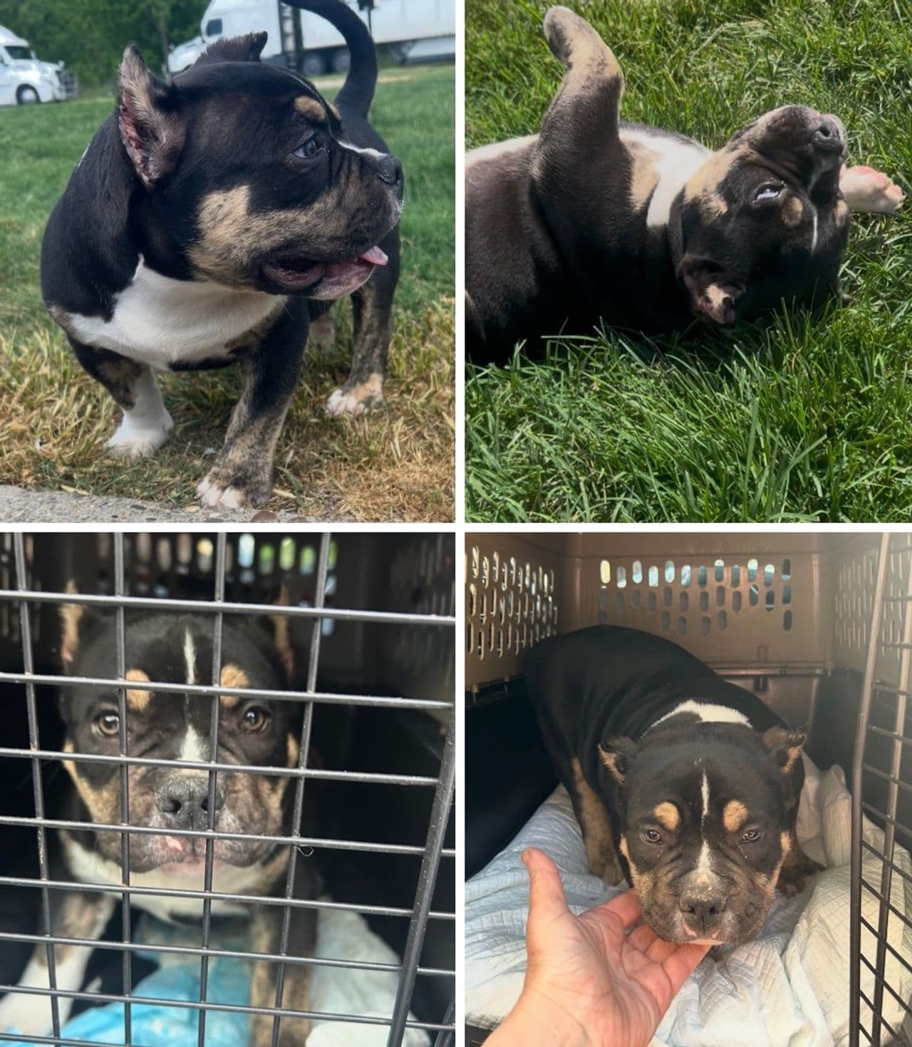 Pet travel photo 5