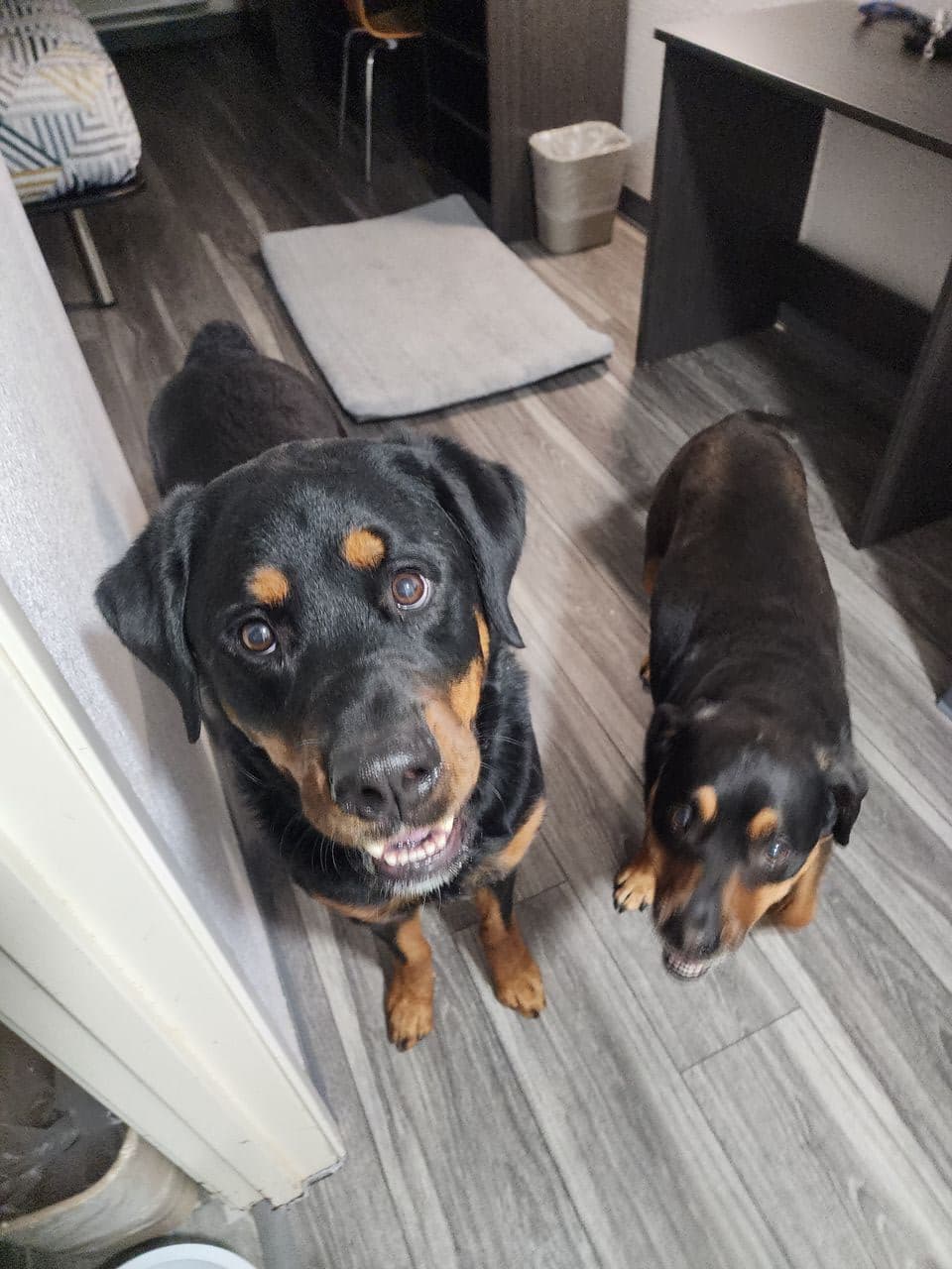 Pet travel photo 2