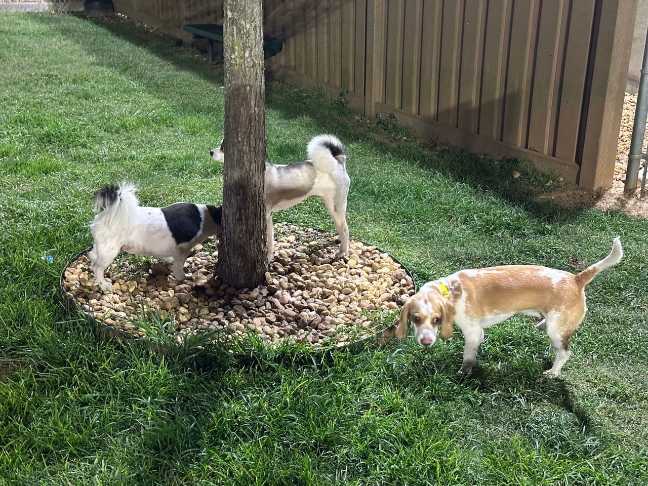 Pet travel photo 2