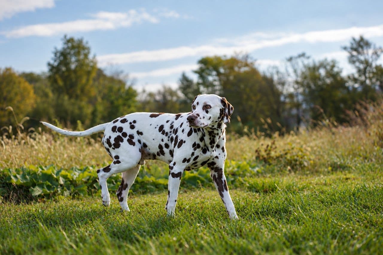 Pet travel photo 6