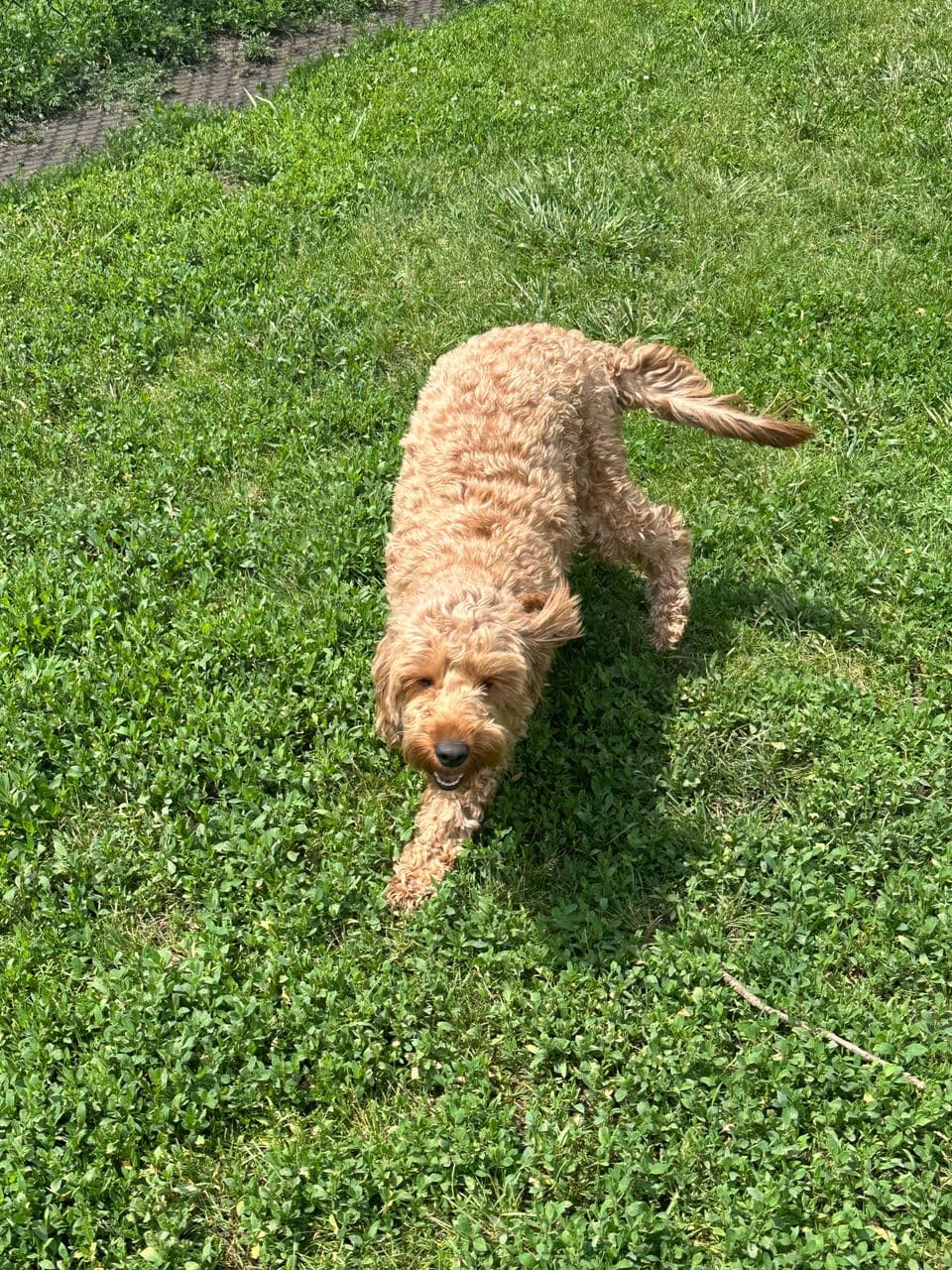 Pet travel photo 3
