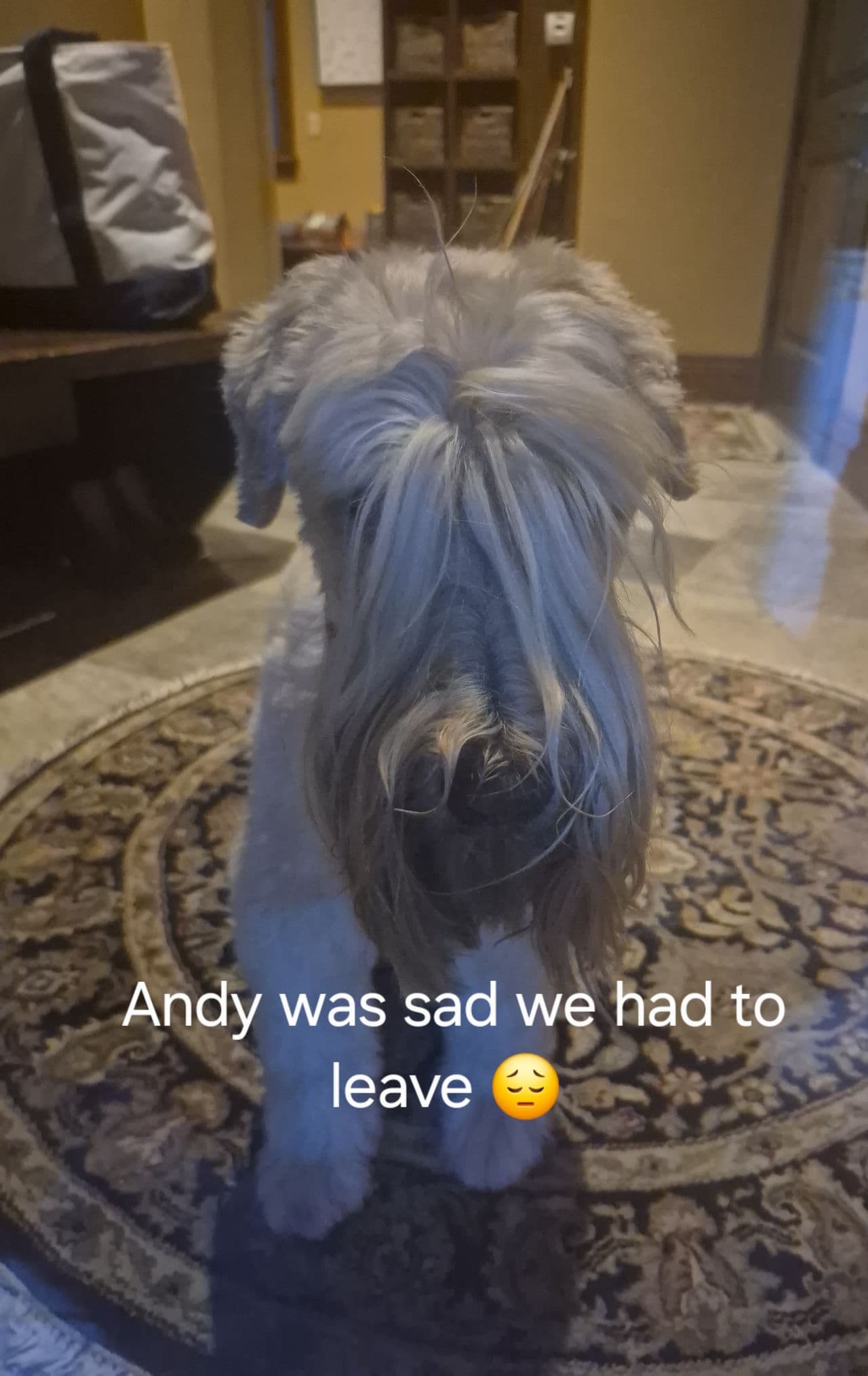 Pet travel photo 4