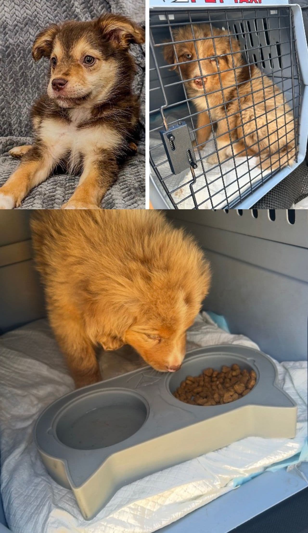 Pet travel photo 6