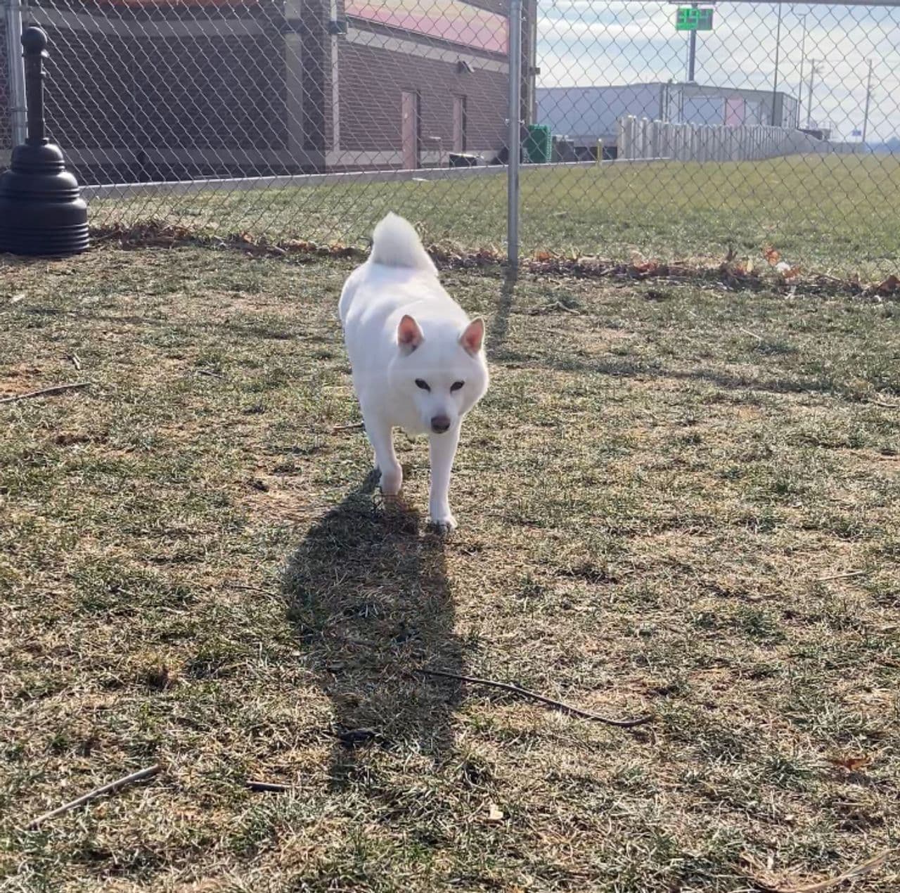 Pet travel photo 5