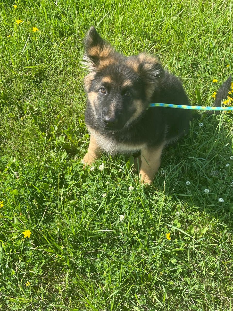 Pet travel photo 2