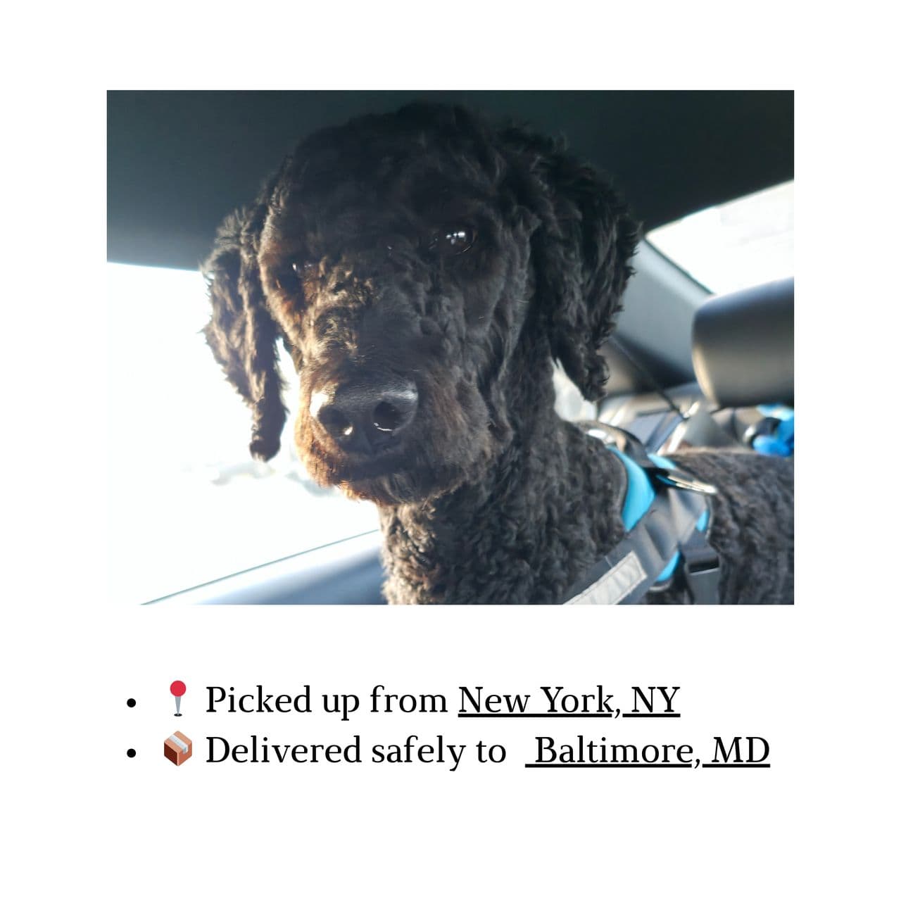 Pet travel photo 4