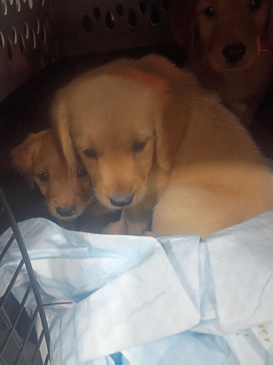 Pet travel photo 3