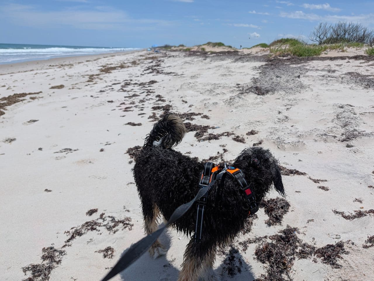 Pet travel photo 4