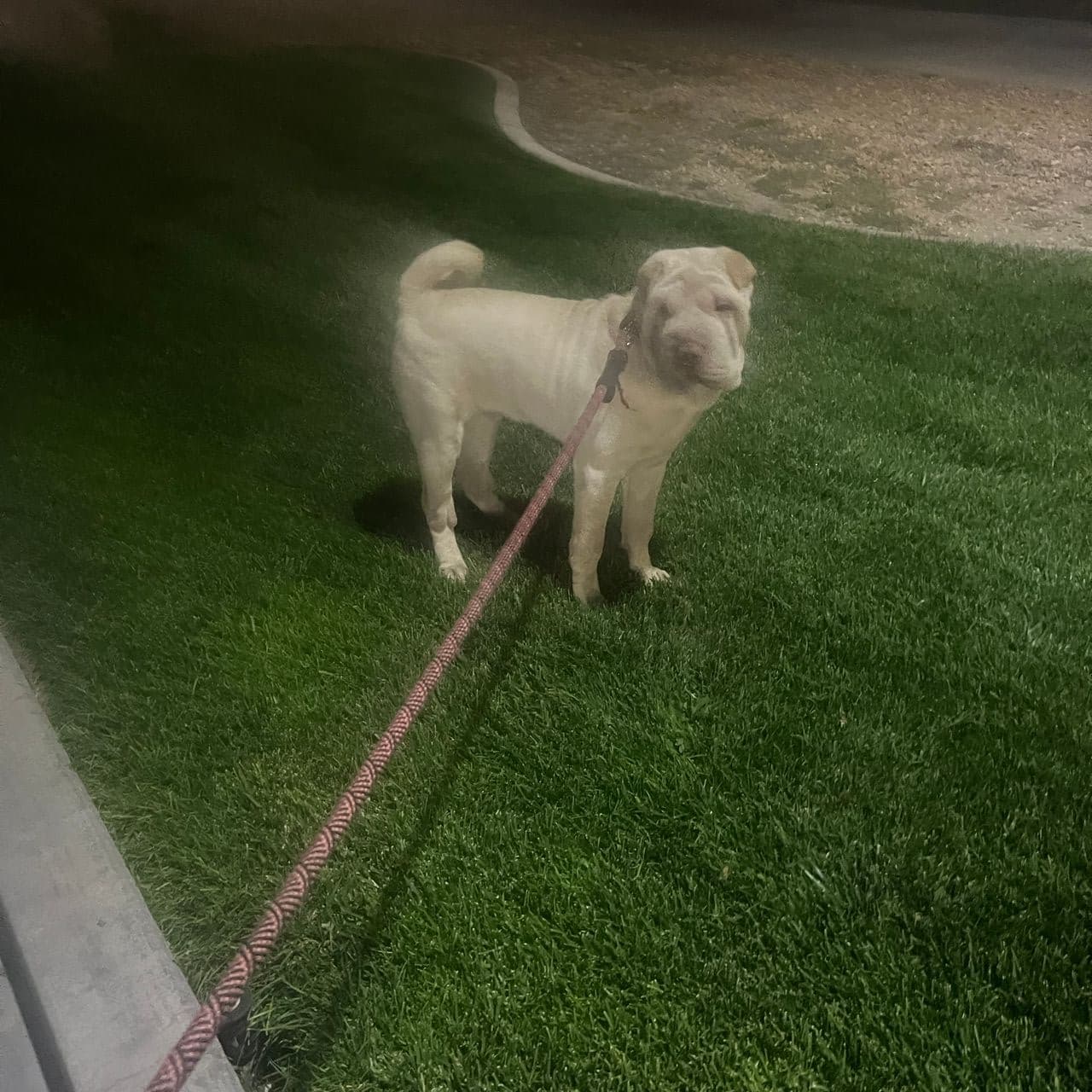 Pet travel photo 4