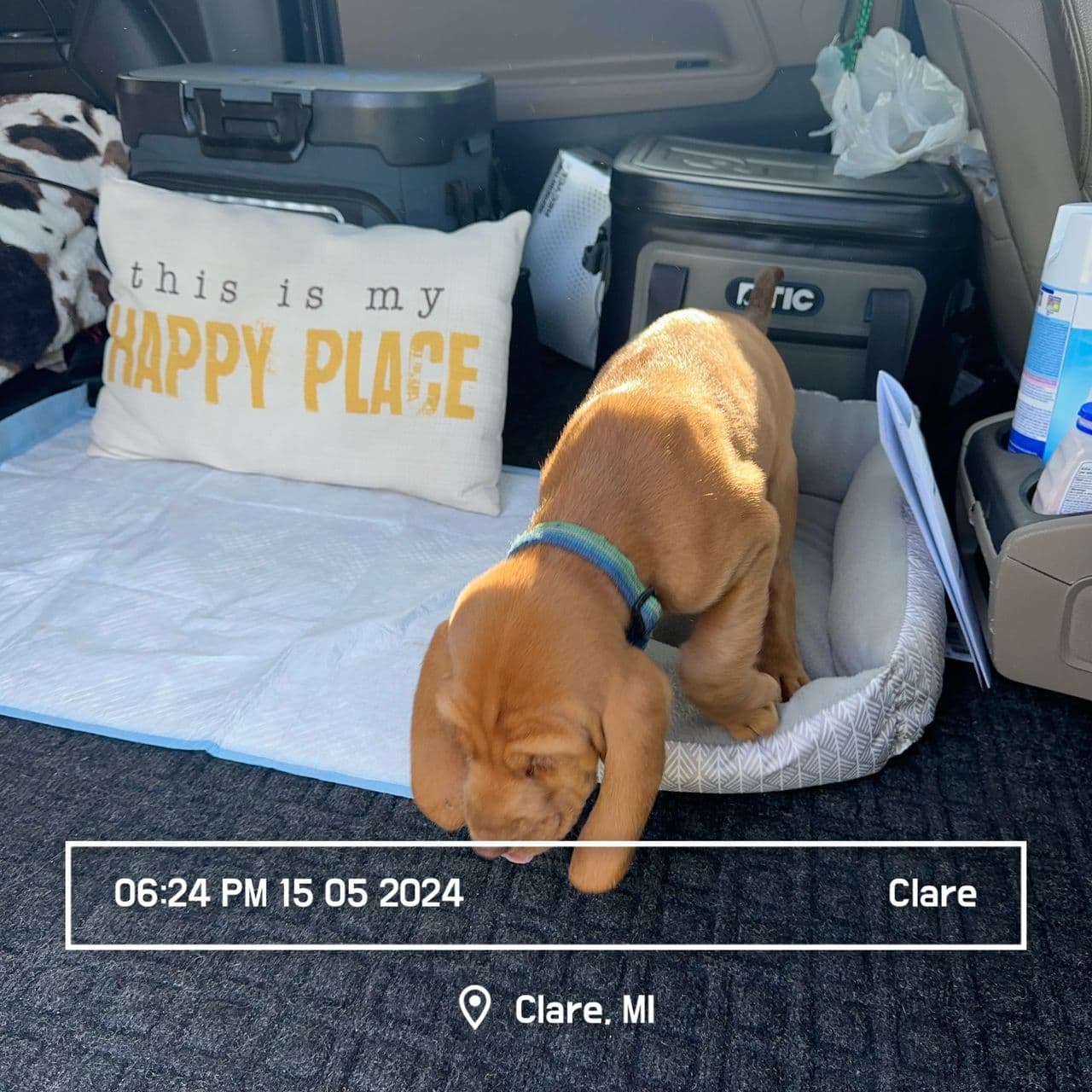 Pet travel photo 2