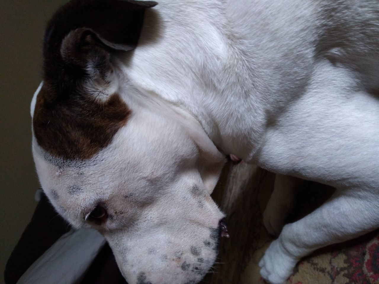 Pet travel photo 5