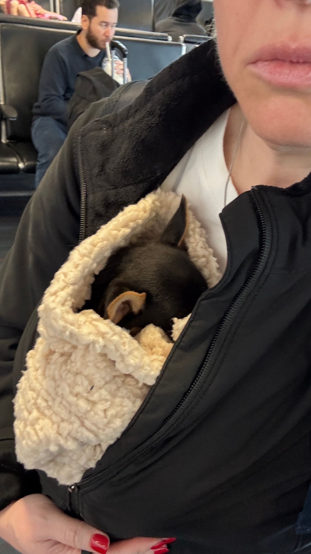 Pet travel photo 2