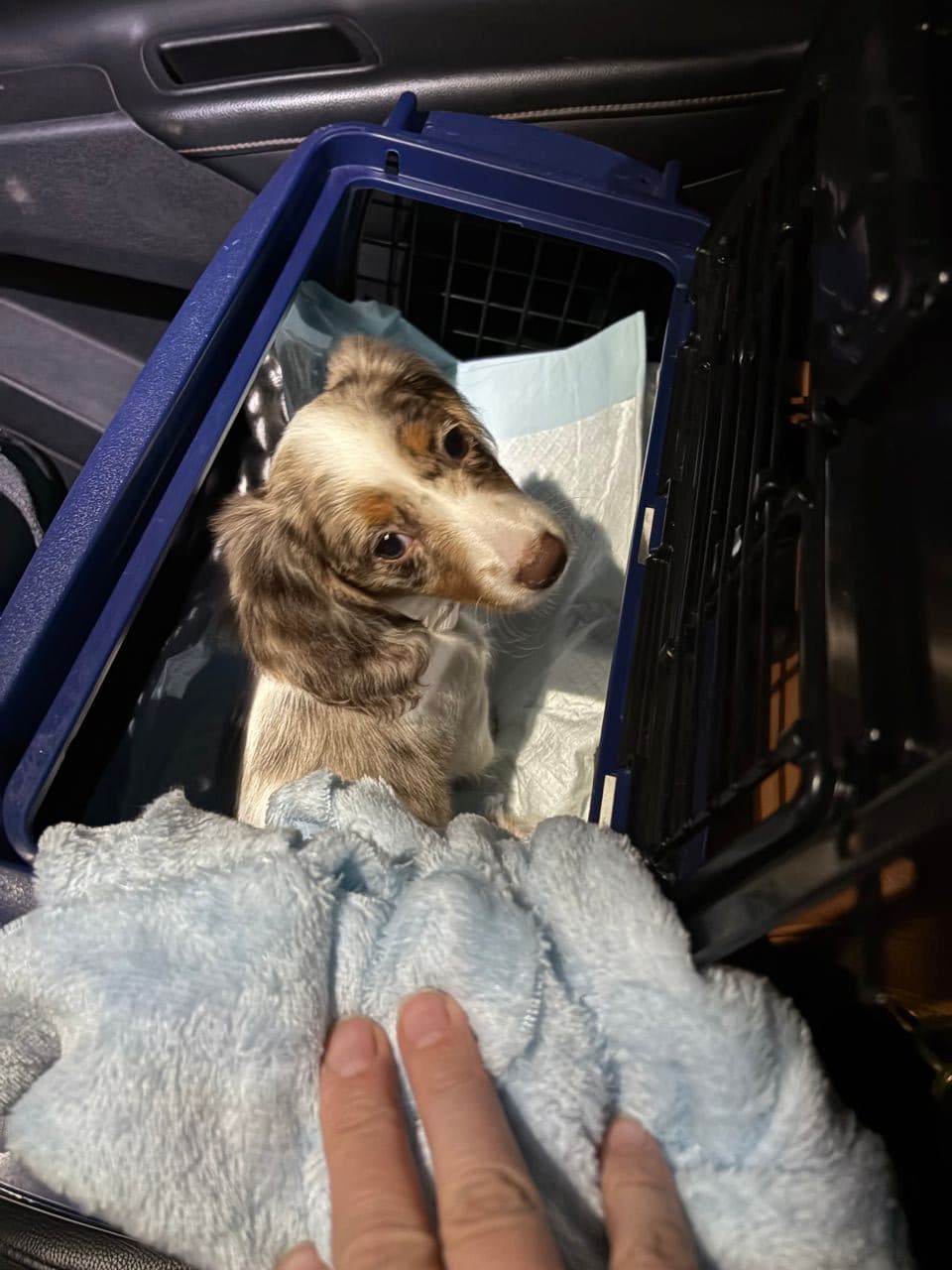 Pet travel photo 6