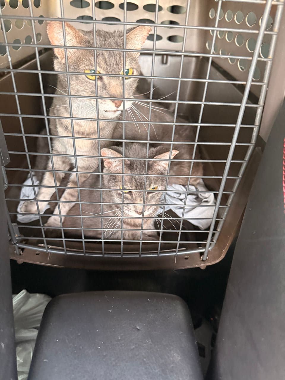 Pet travel photo 3