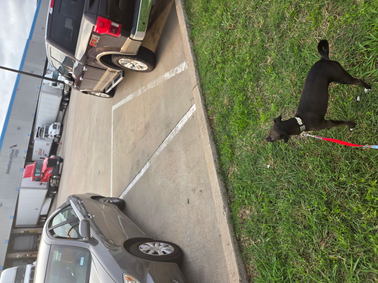 Pet travel photo 2