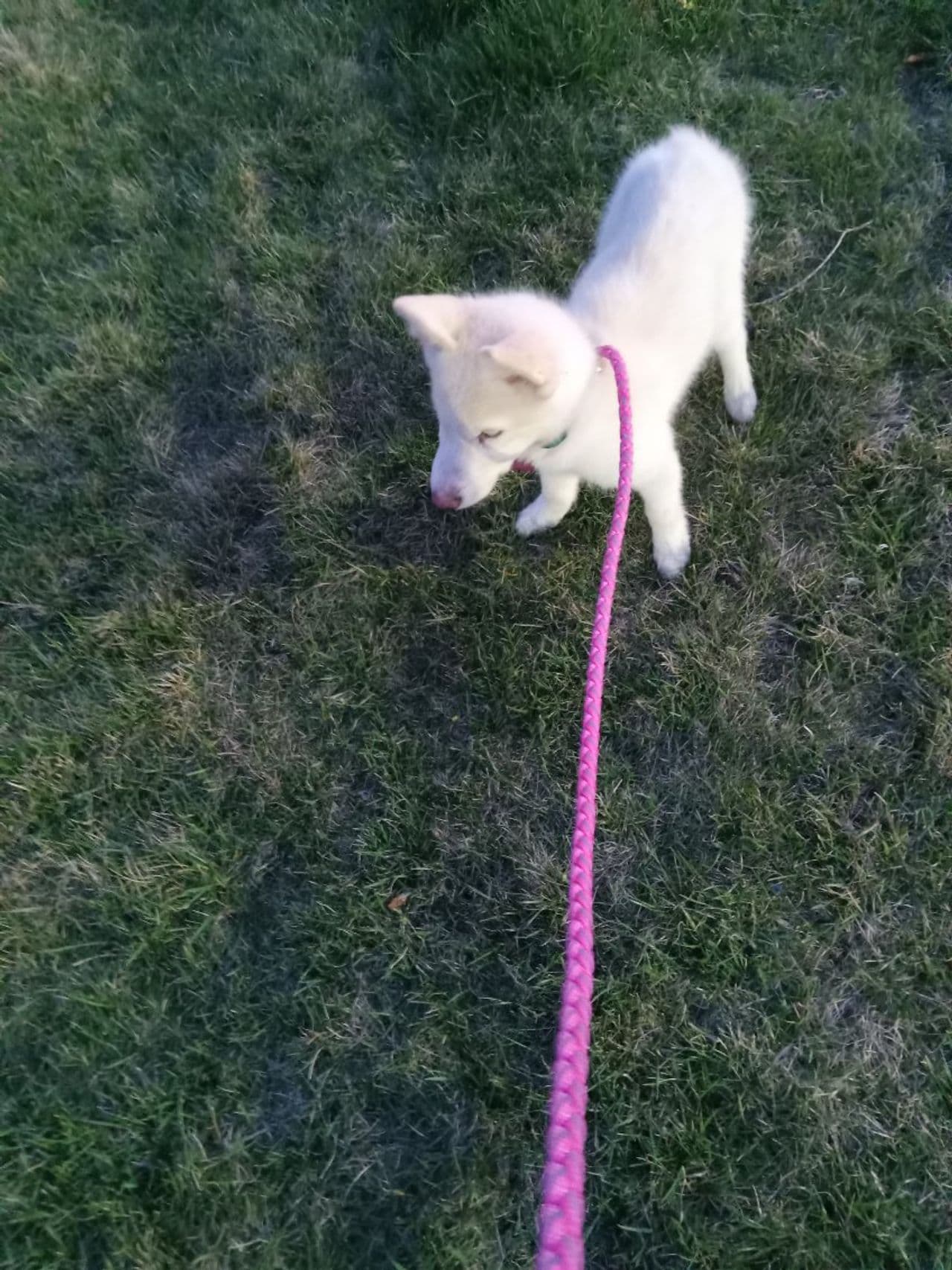 Pet travel photo 5
