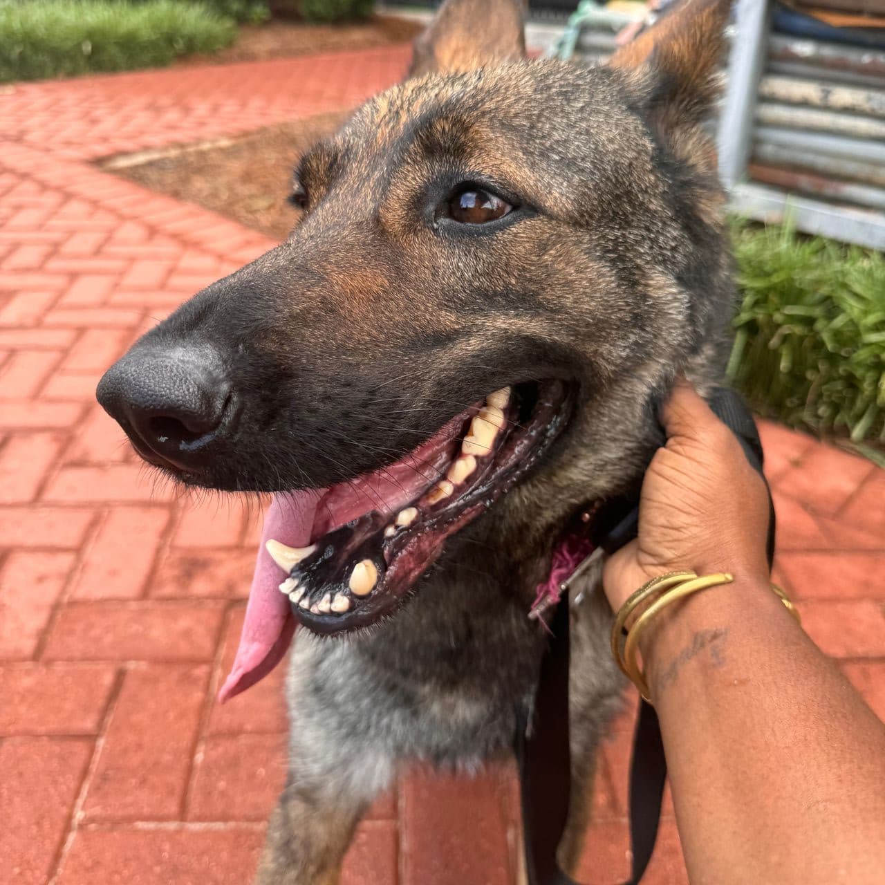 Pet travel photo 6