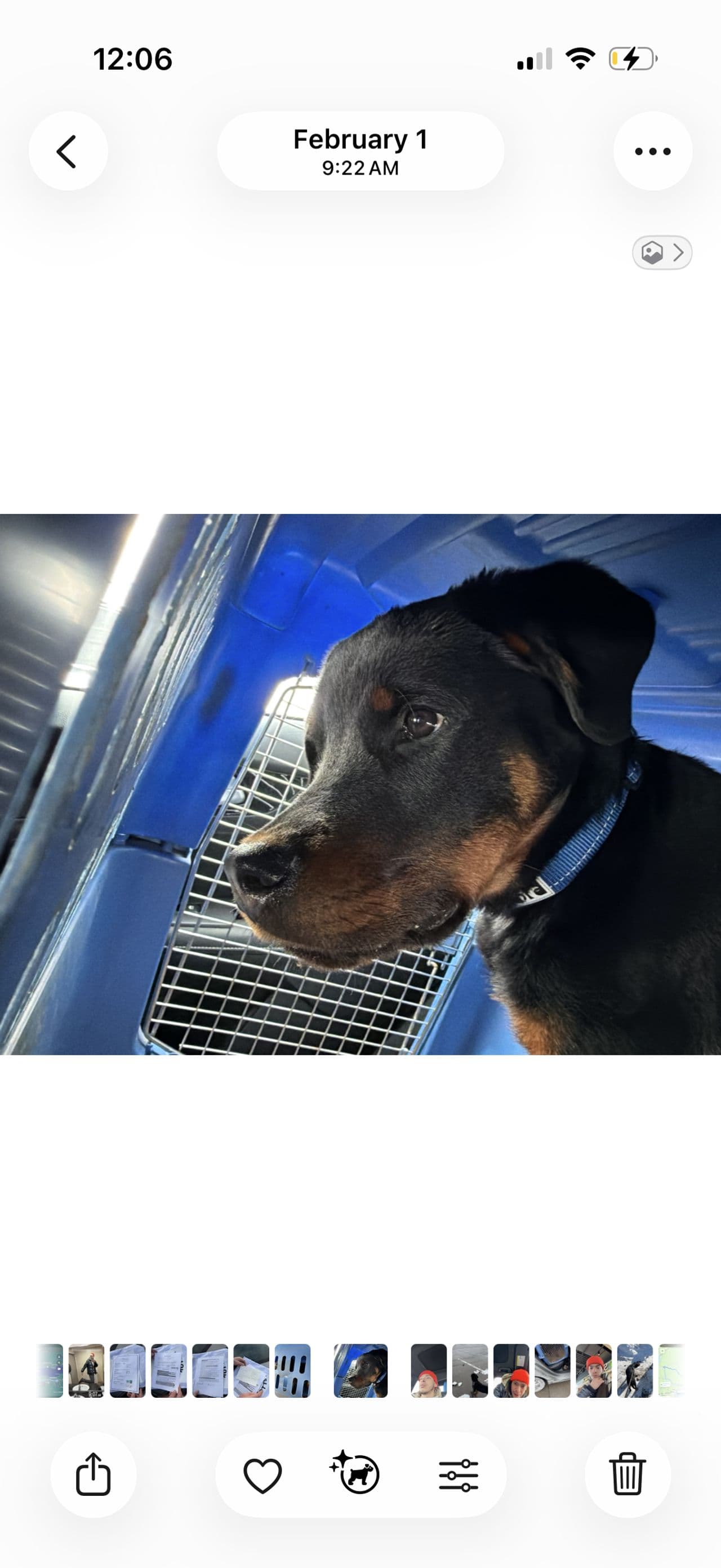 Pet travel photo 2