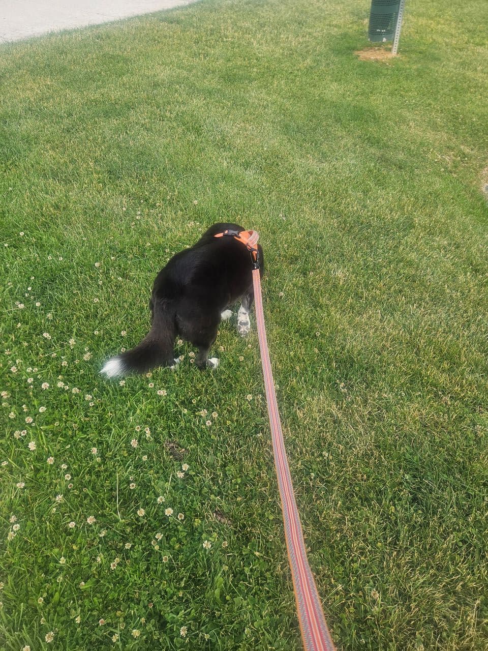 Pet travel photo 4