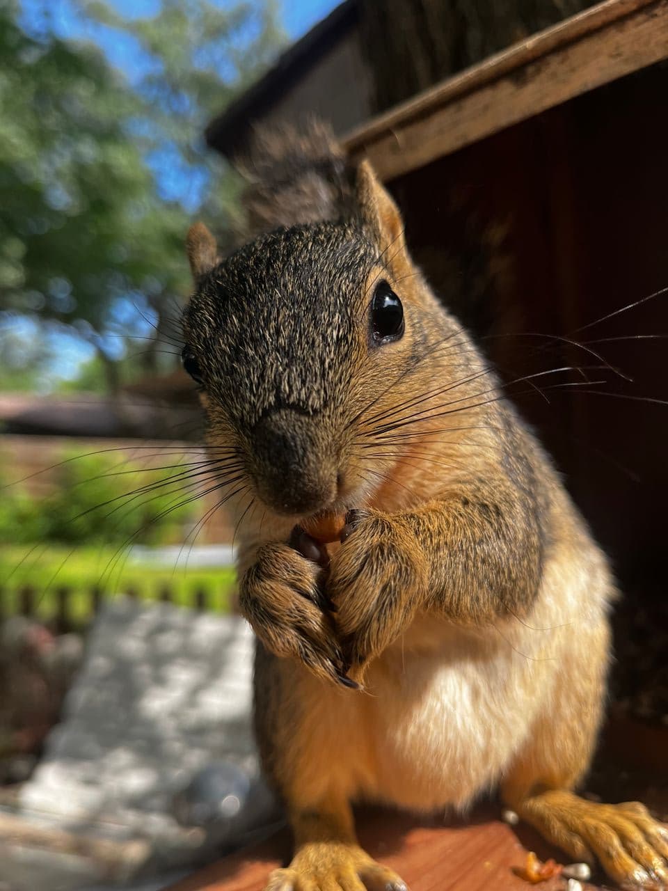 Pet travel photo 6