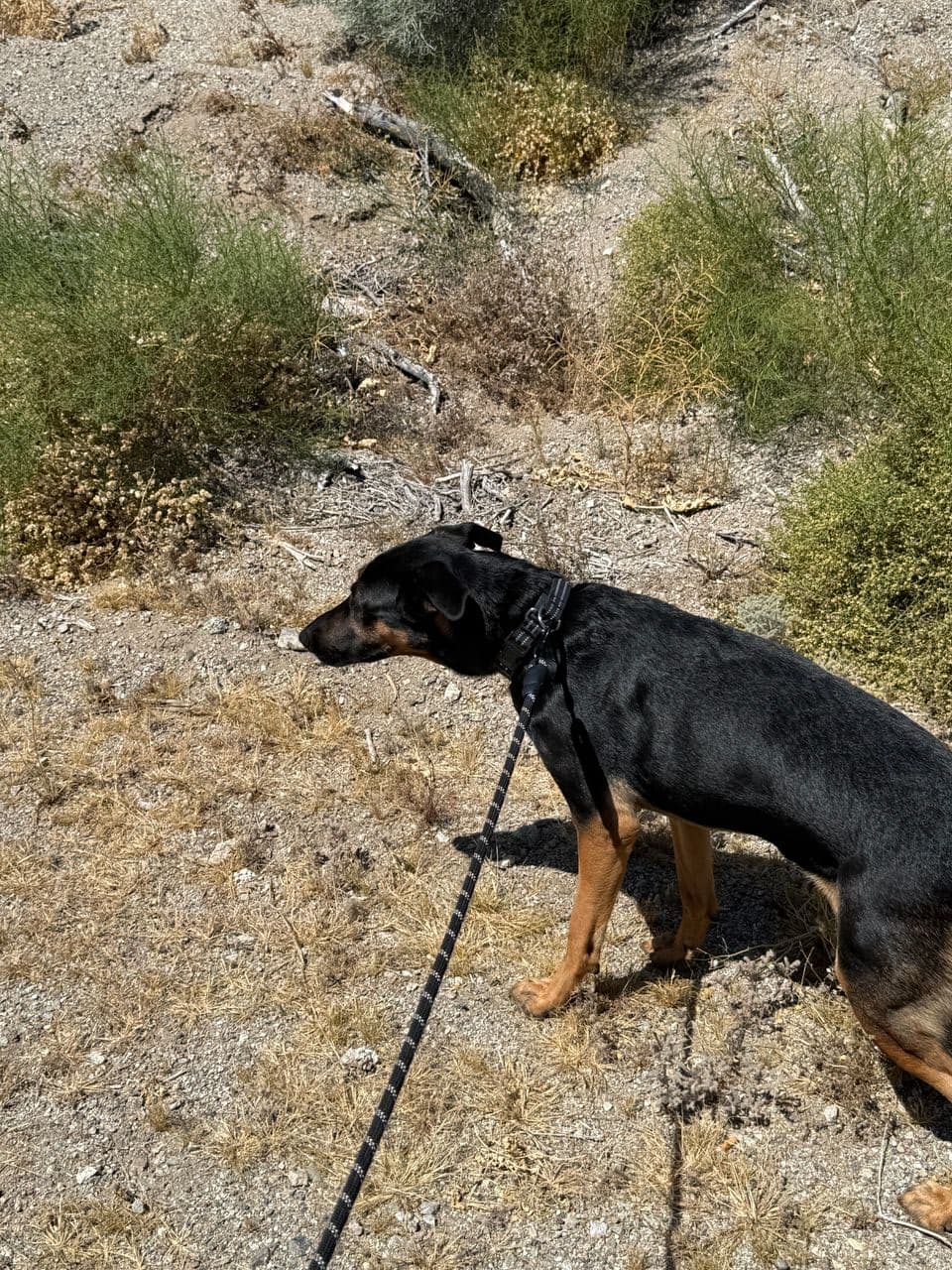 Pet travel photo 2