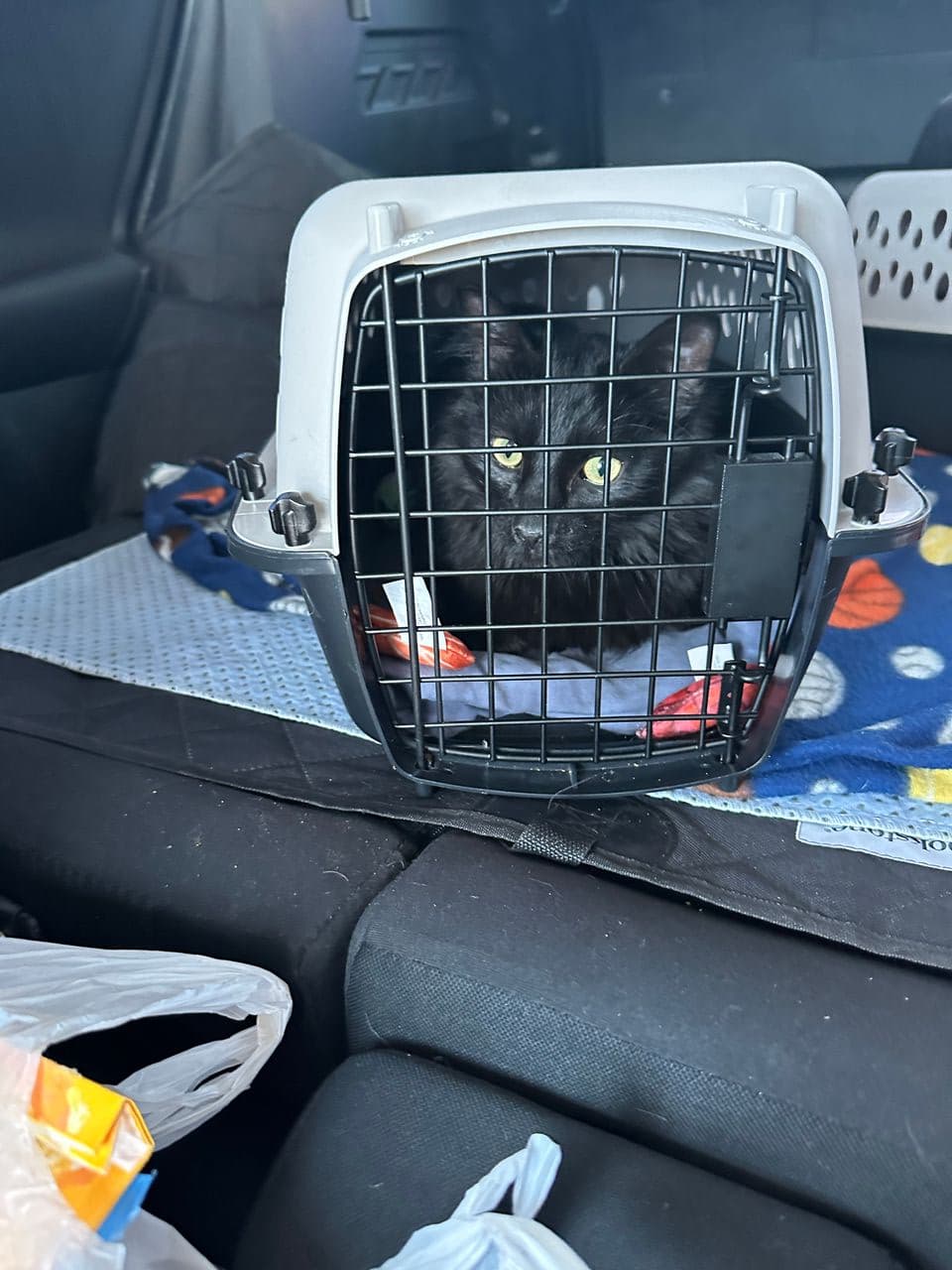 Pet travel photo 5