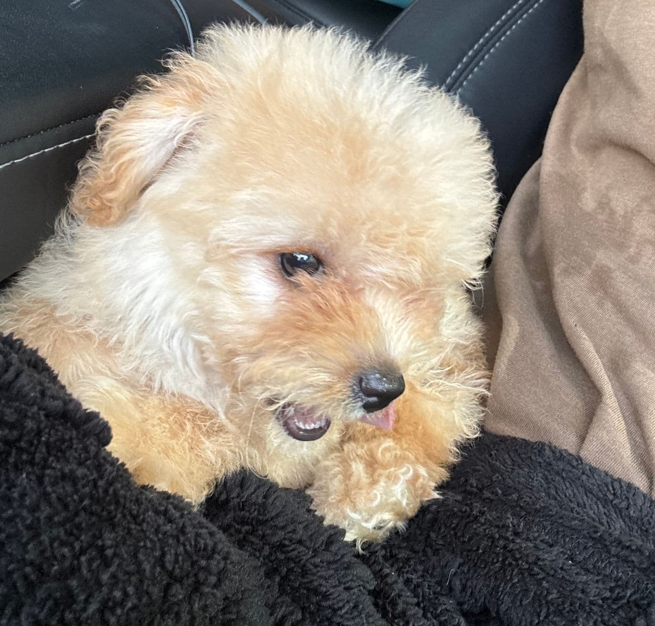 Pet travel photo 2