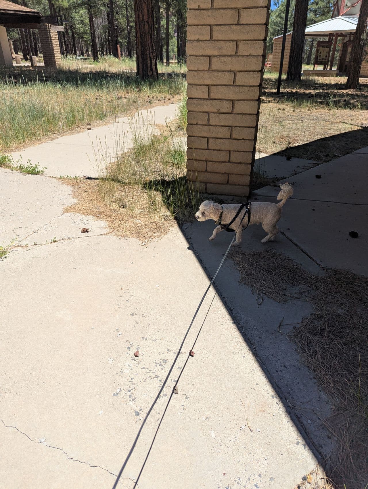 Pet travel photo 3