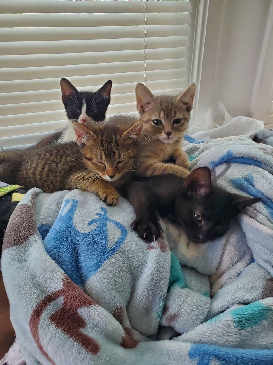 Pet travel photo 1