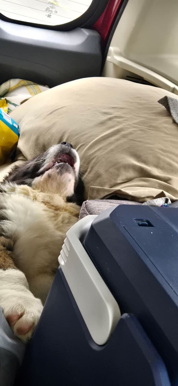 Pet travel photo 6