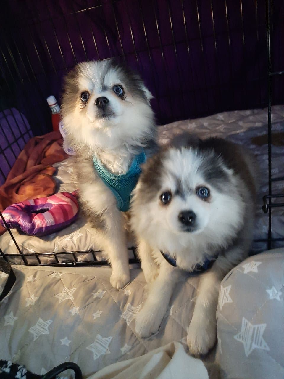 Pet travel photo 1