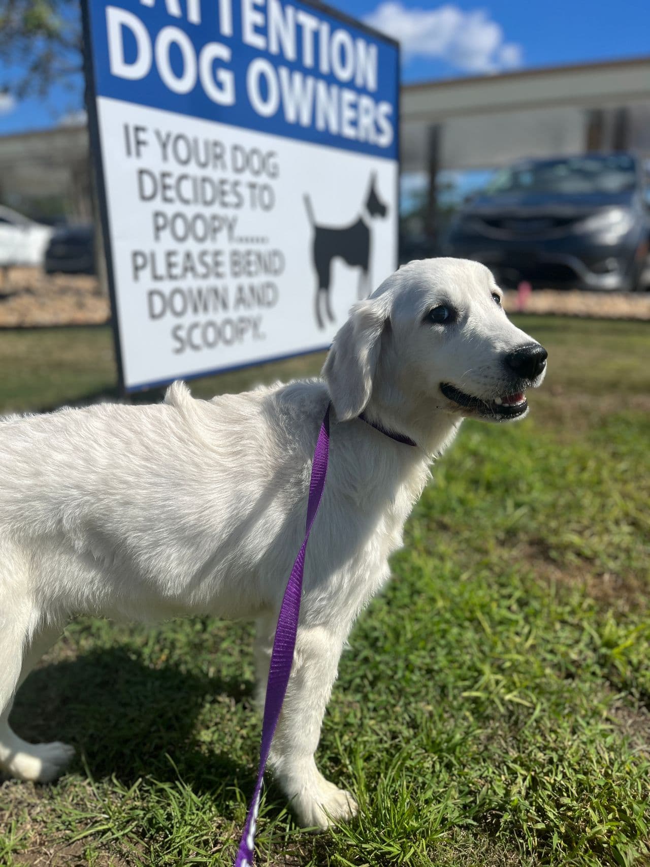 Pet travel photo 6