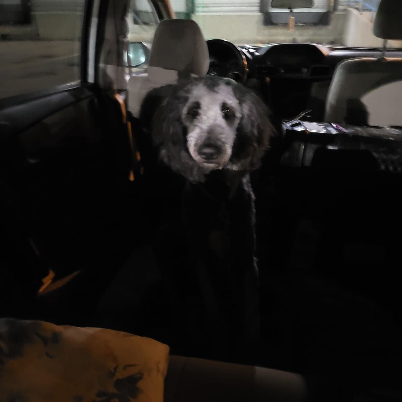 Pet travel photo 4