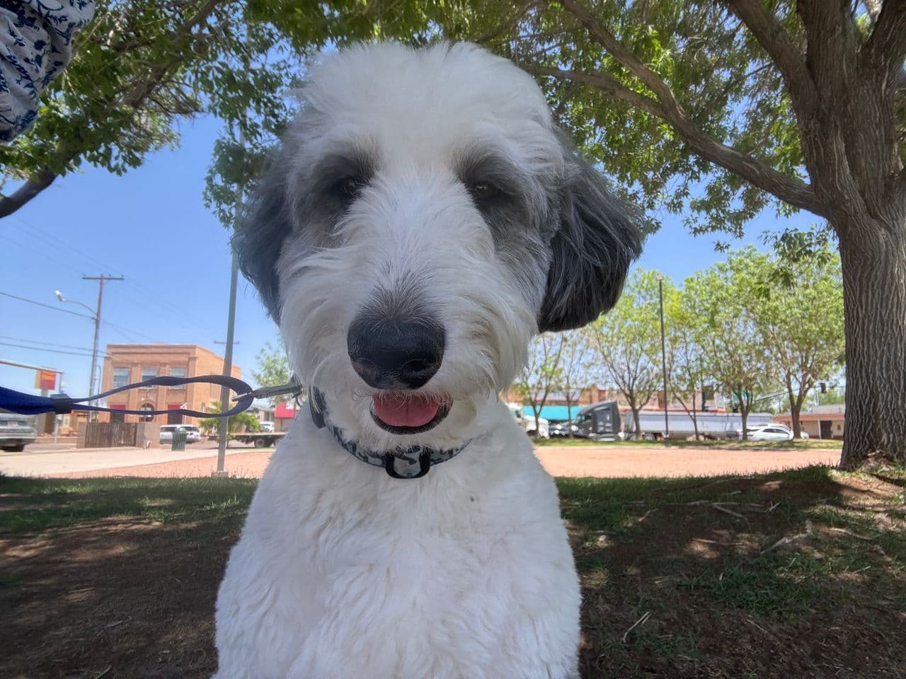 Pet travel photo 3