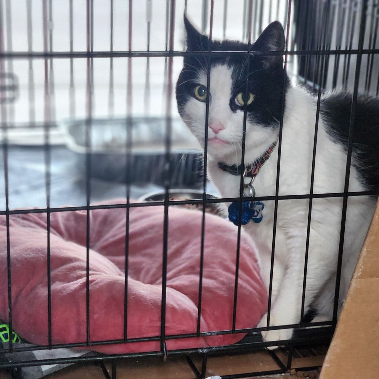 Pet travel photo 4