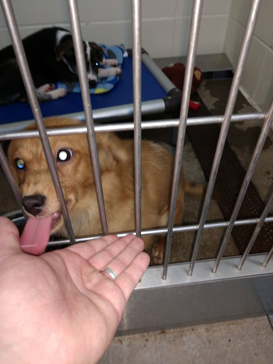 Pet travel photo 6