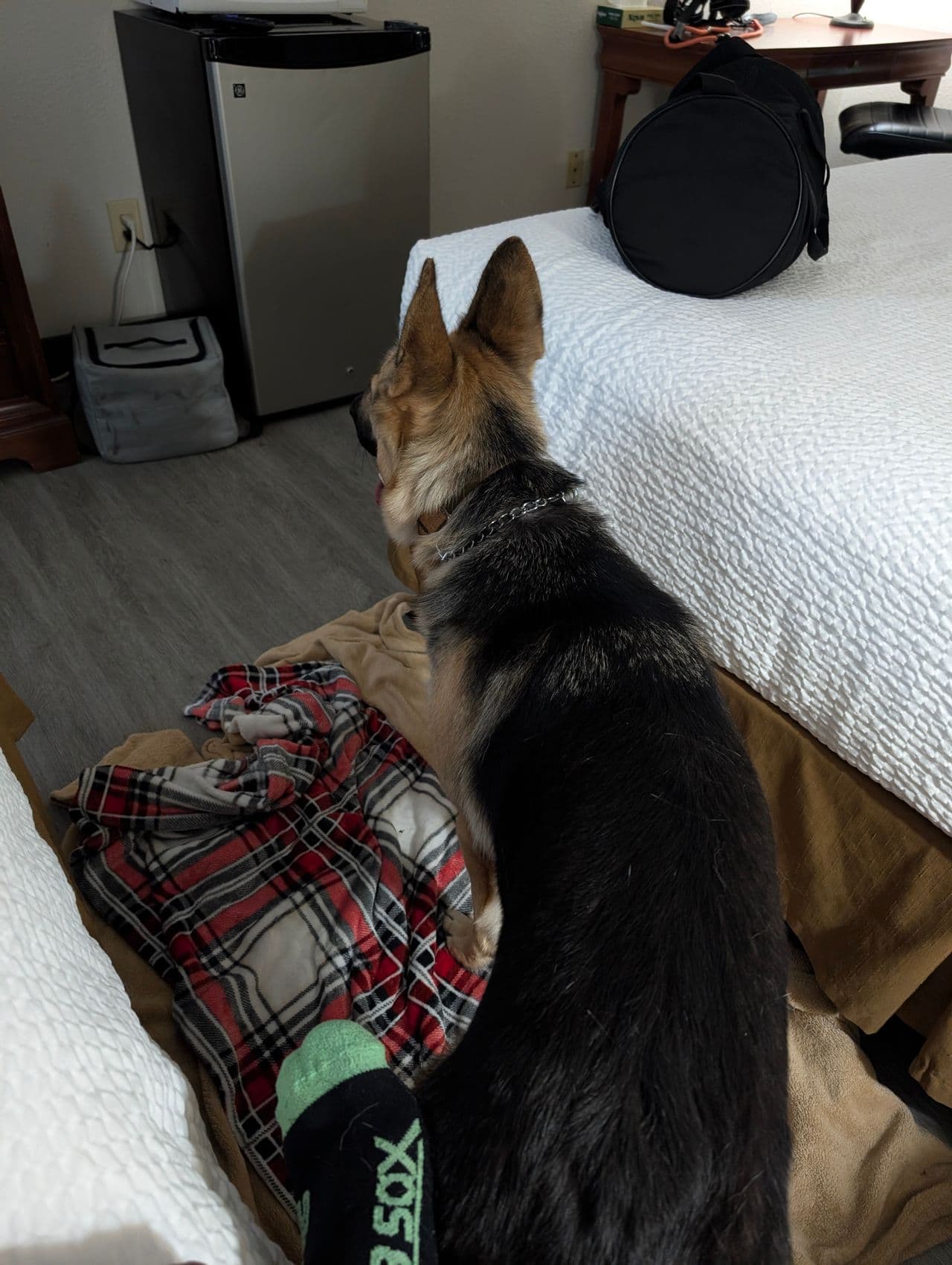 Pet travel photo 6