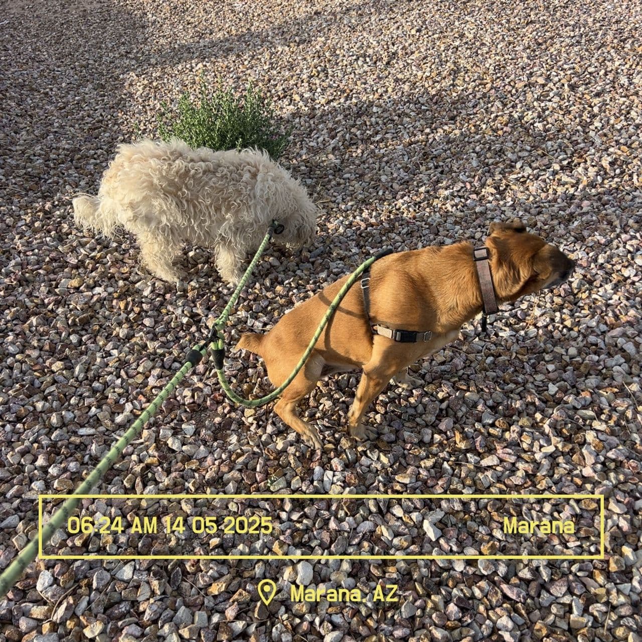 Pet travel photo 6