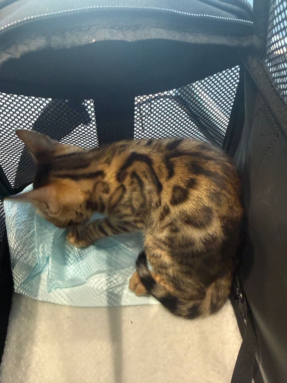 Pet travel photo 6