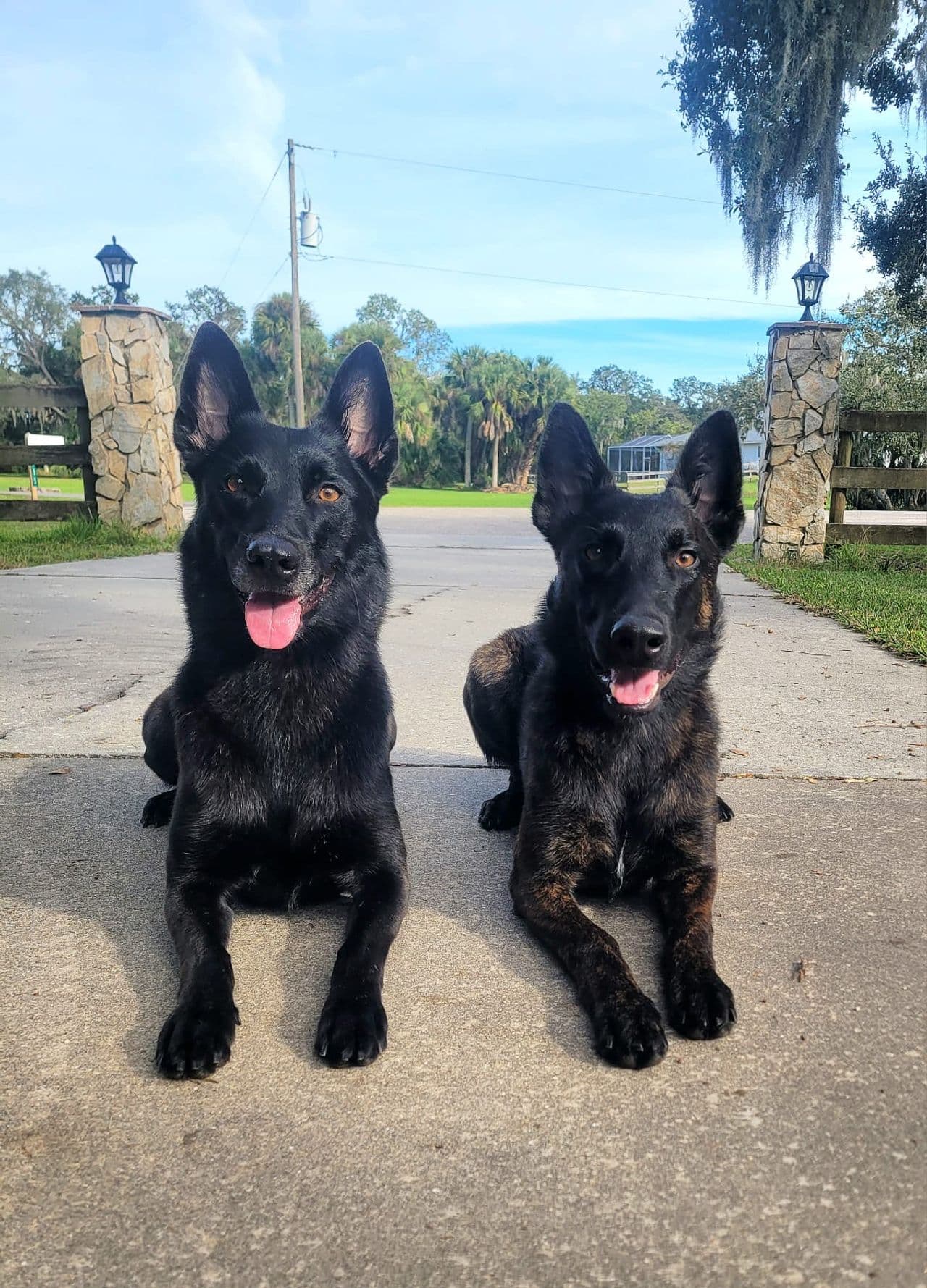 Pet travel photo 6