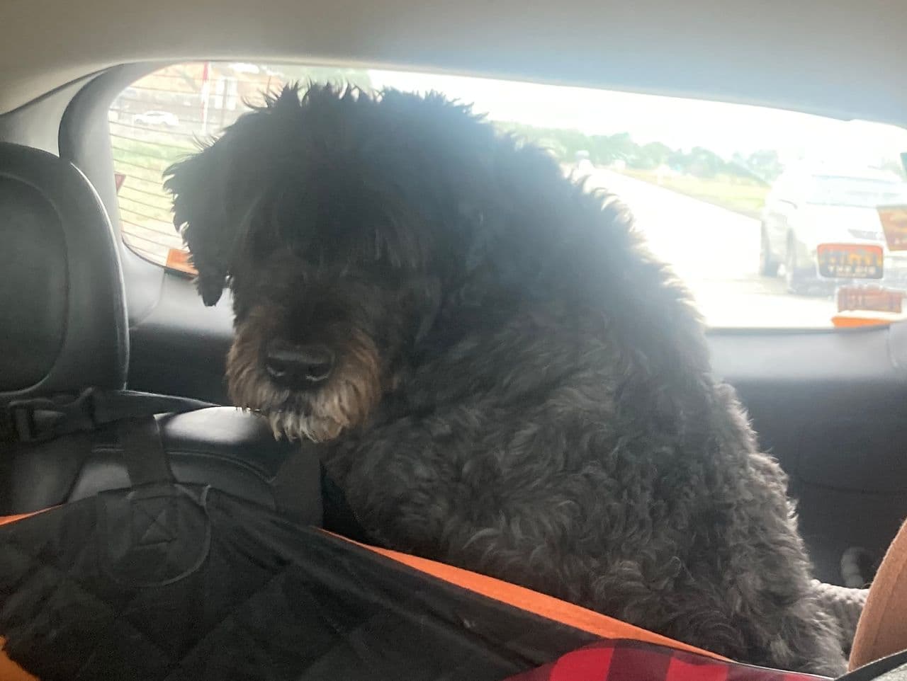 Pet travel photo 2