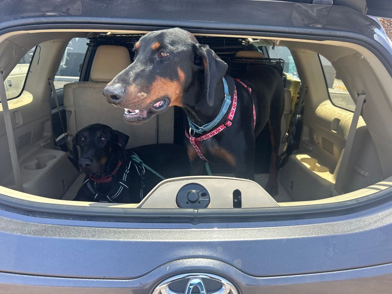 Pet travel photo 5