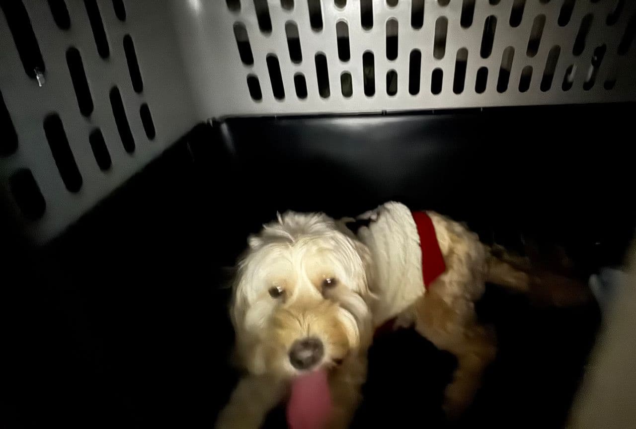 Pet travel photo 1