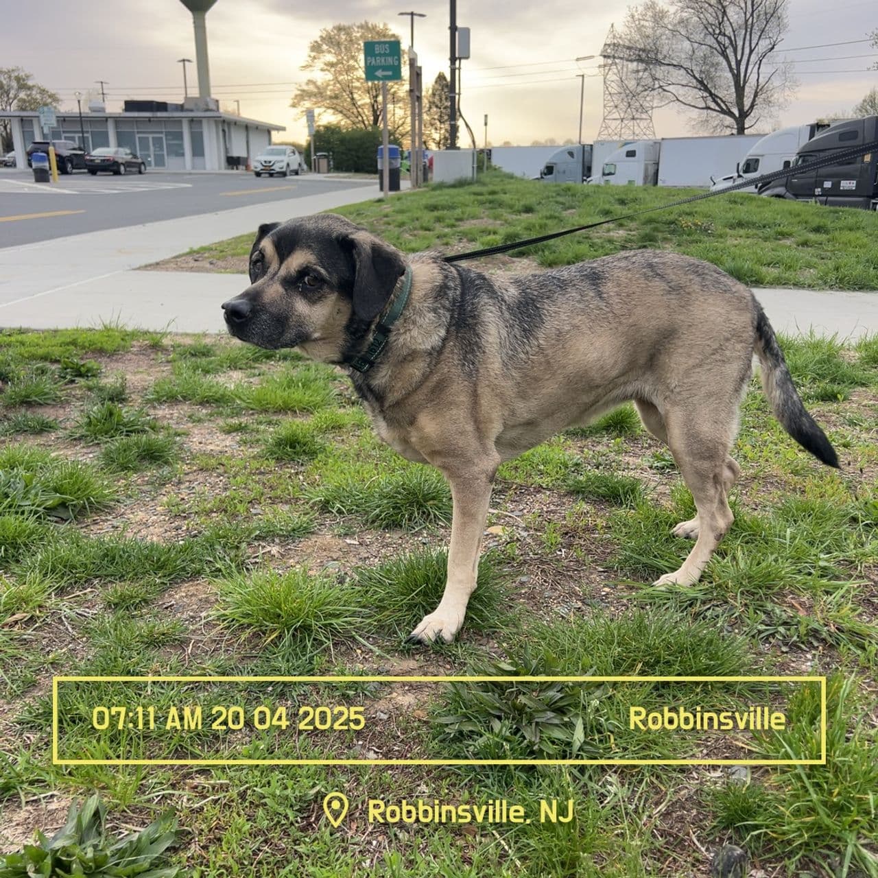 Pet travel photo 2