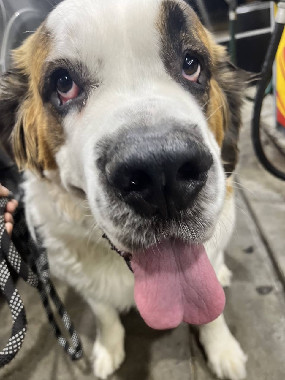 Pet travel photo 6